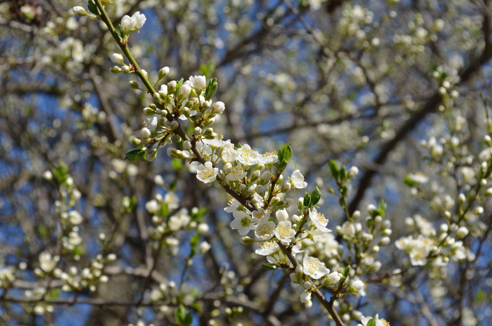 Nikon D5100 sample photo. Branch, tree, flowers photography