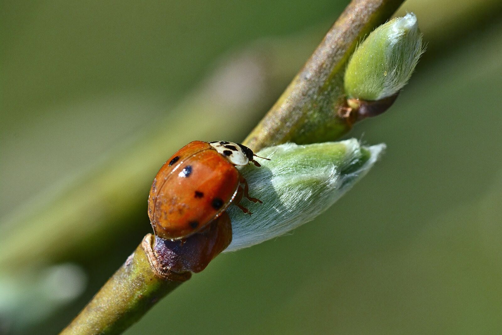Nikon D5200 sample photo. Spring, ladybug, nature photography