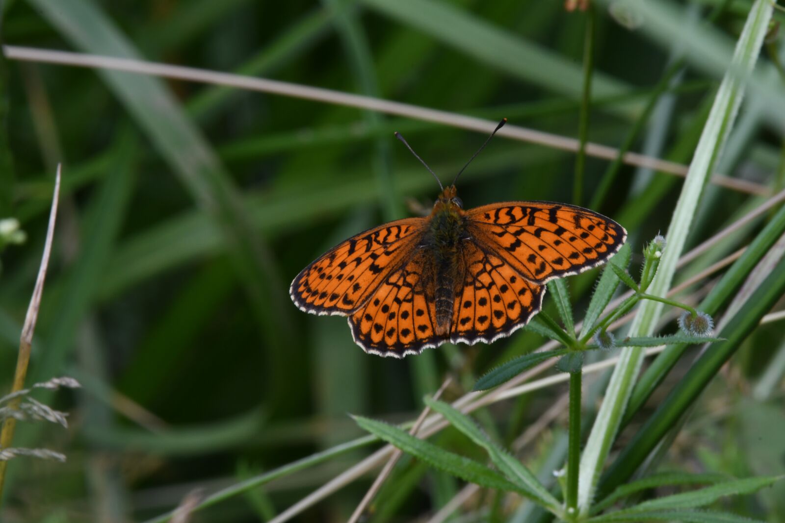 Nikon D7500 sample photo. Butterfly, insect, summer photography