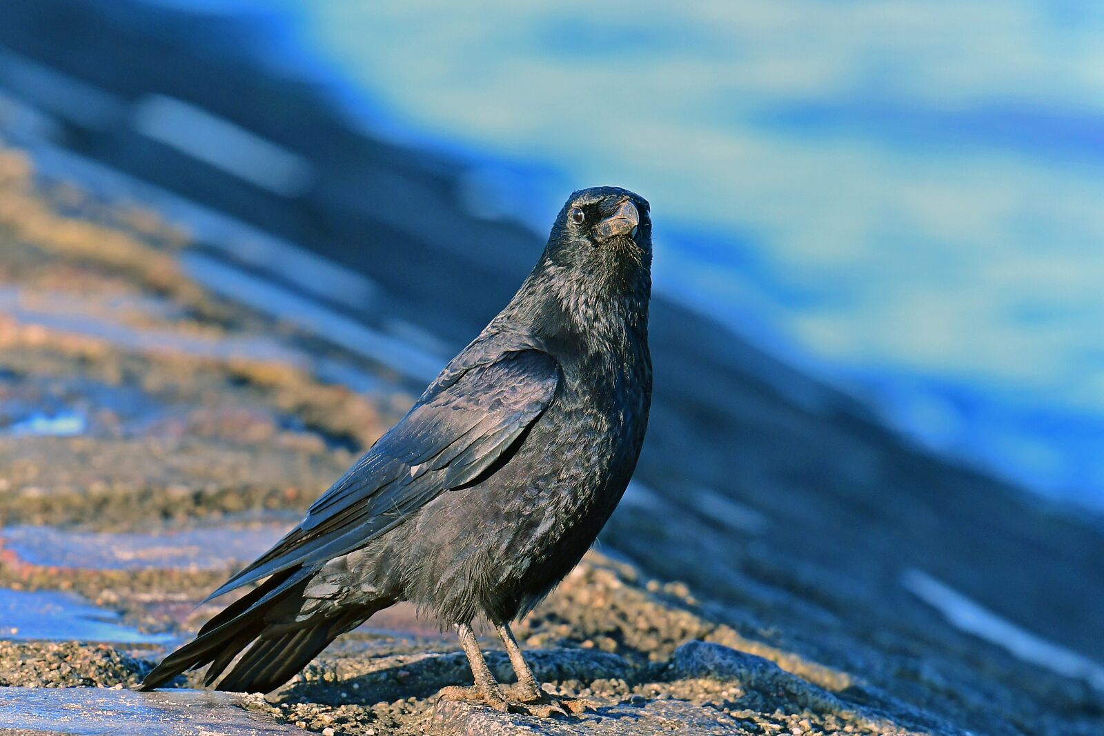 Nikon D500 sample photo. Carrion crow, birds, corvidae photography