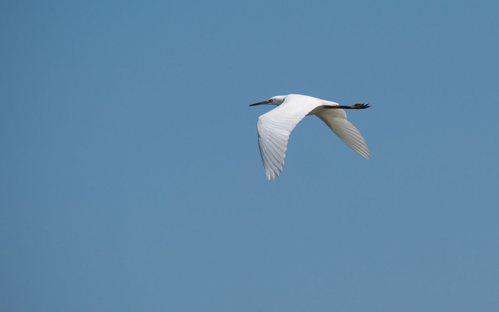 Panasonic Lumix DMC-GX7 sample photo. Nature, birds, flight photography