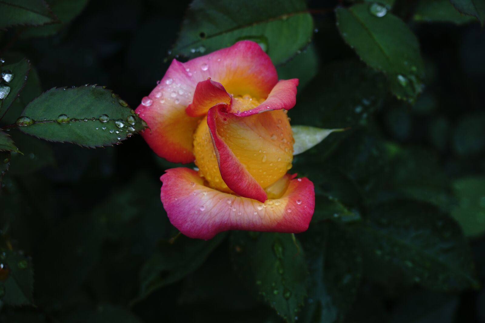 Sony E 16-50mm F3.5-5.6 PZ OSS sample photo. Rosebud, garden, plant photography