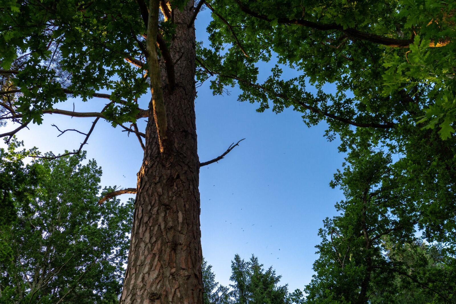 Nikon D500 sample photo. Tree, sky, evening photography