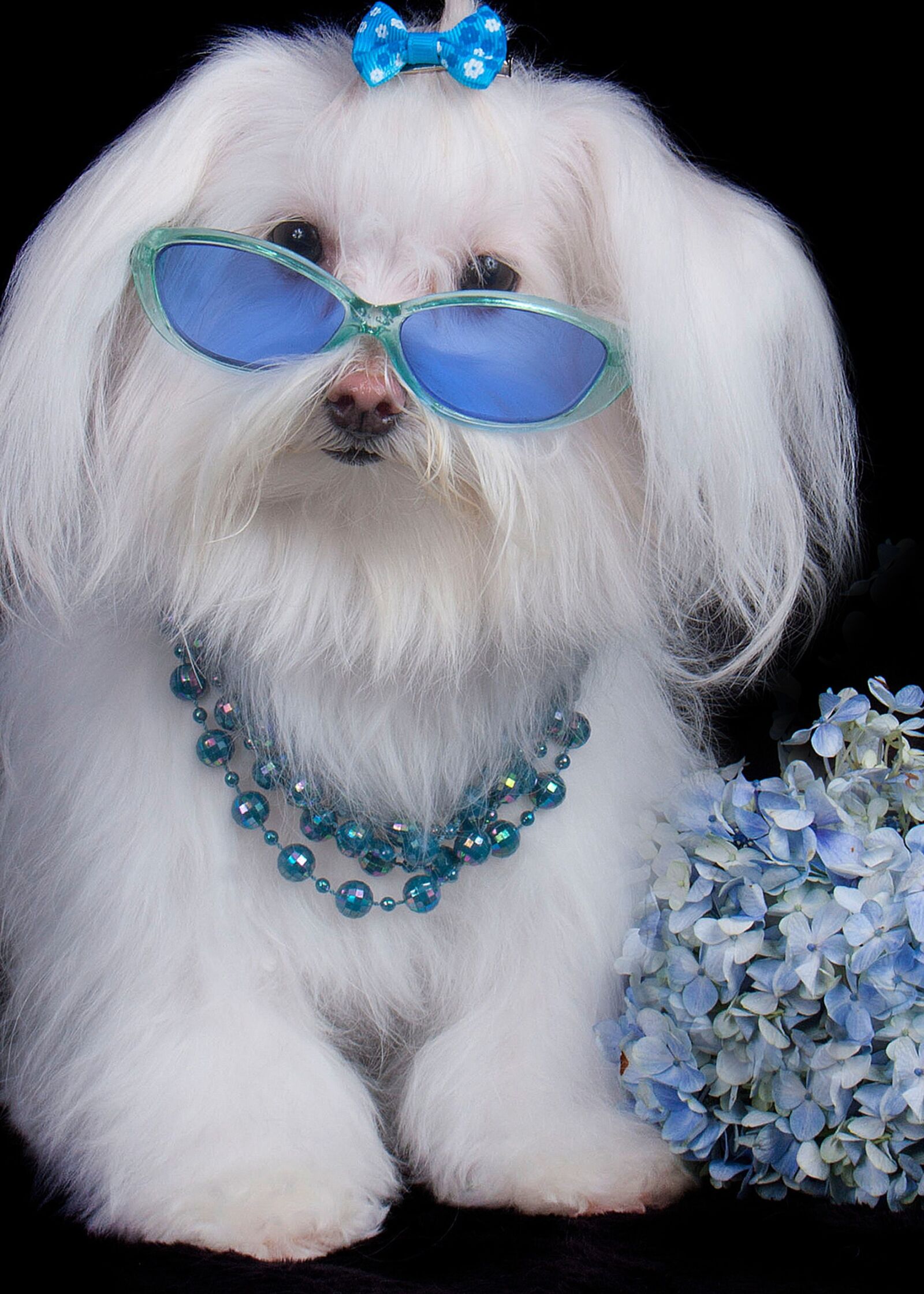Canon EOS 40D sample photo. Pet, malts, glasses photography