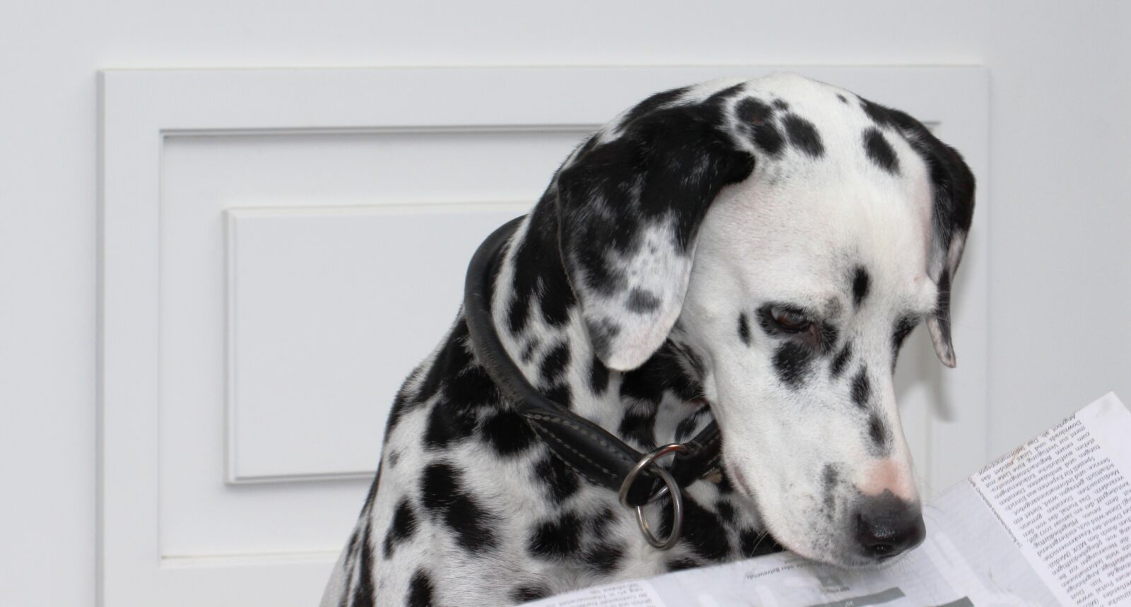Canon EF 100mm F2.8L Macro IS USM sample photo. Dalmatians, dog, news photography