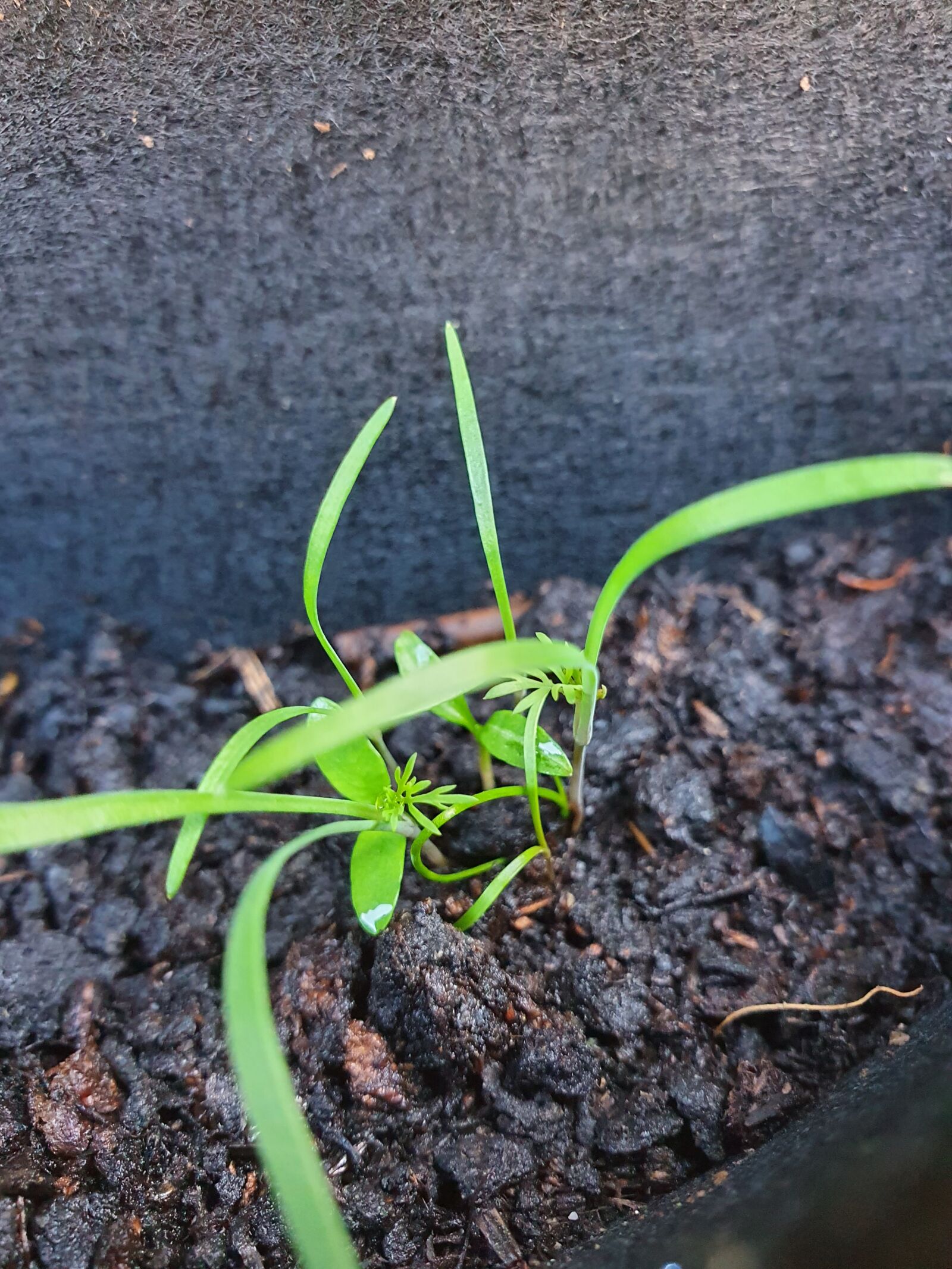 Samsung Galaxy S10 sample photo. Shoots, green plant, new photography