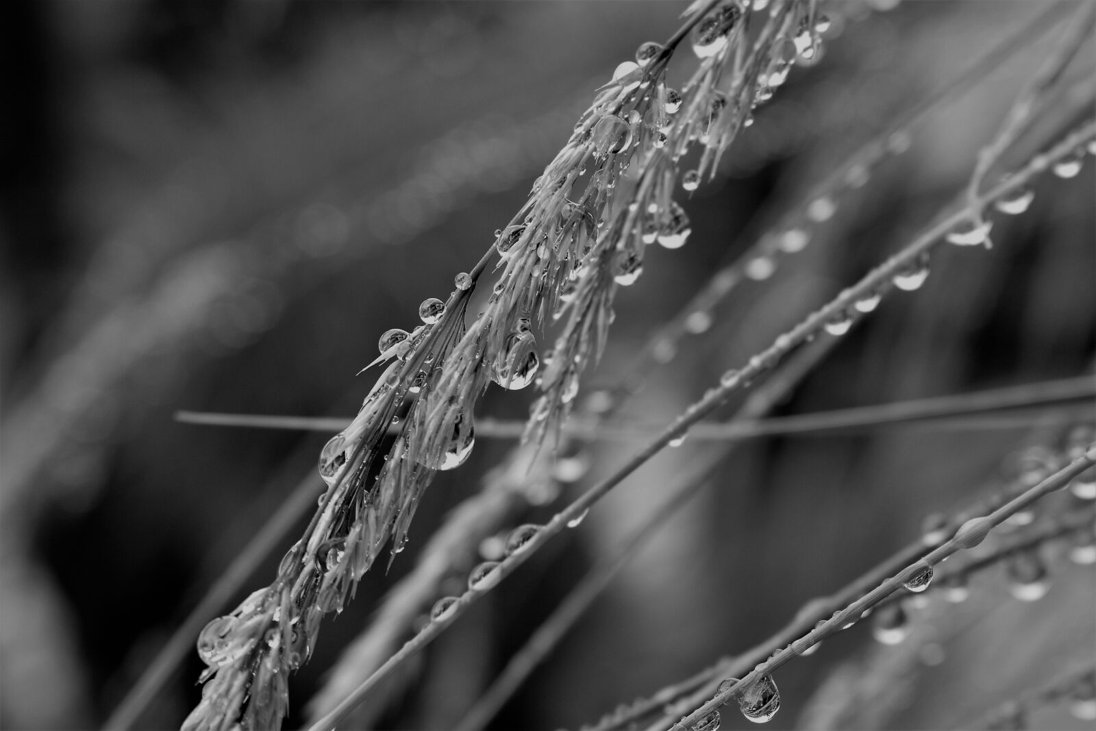 Nikon D5500 sample photo. Black and white, raindrop photography