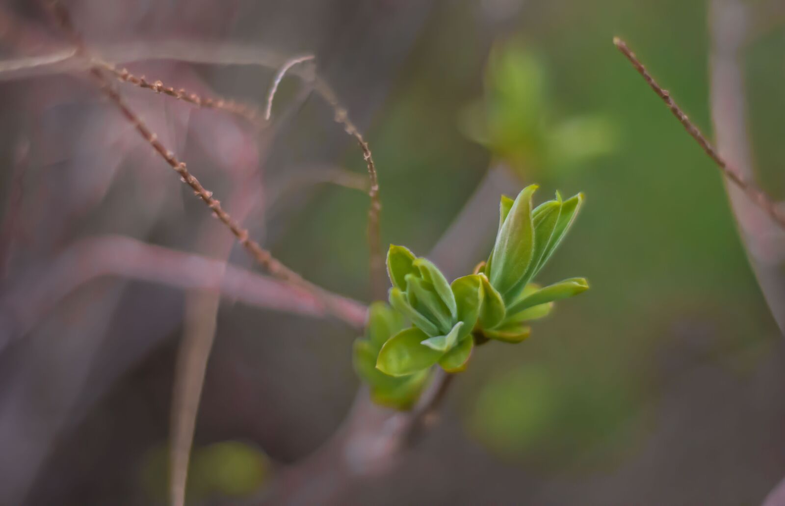 Nikon D7200 sample photo. Spring, green, nature photography