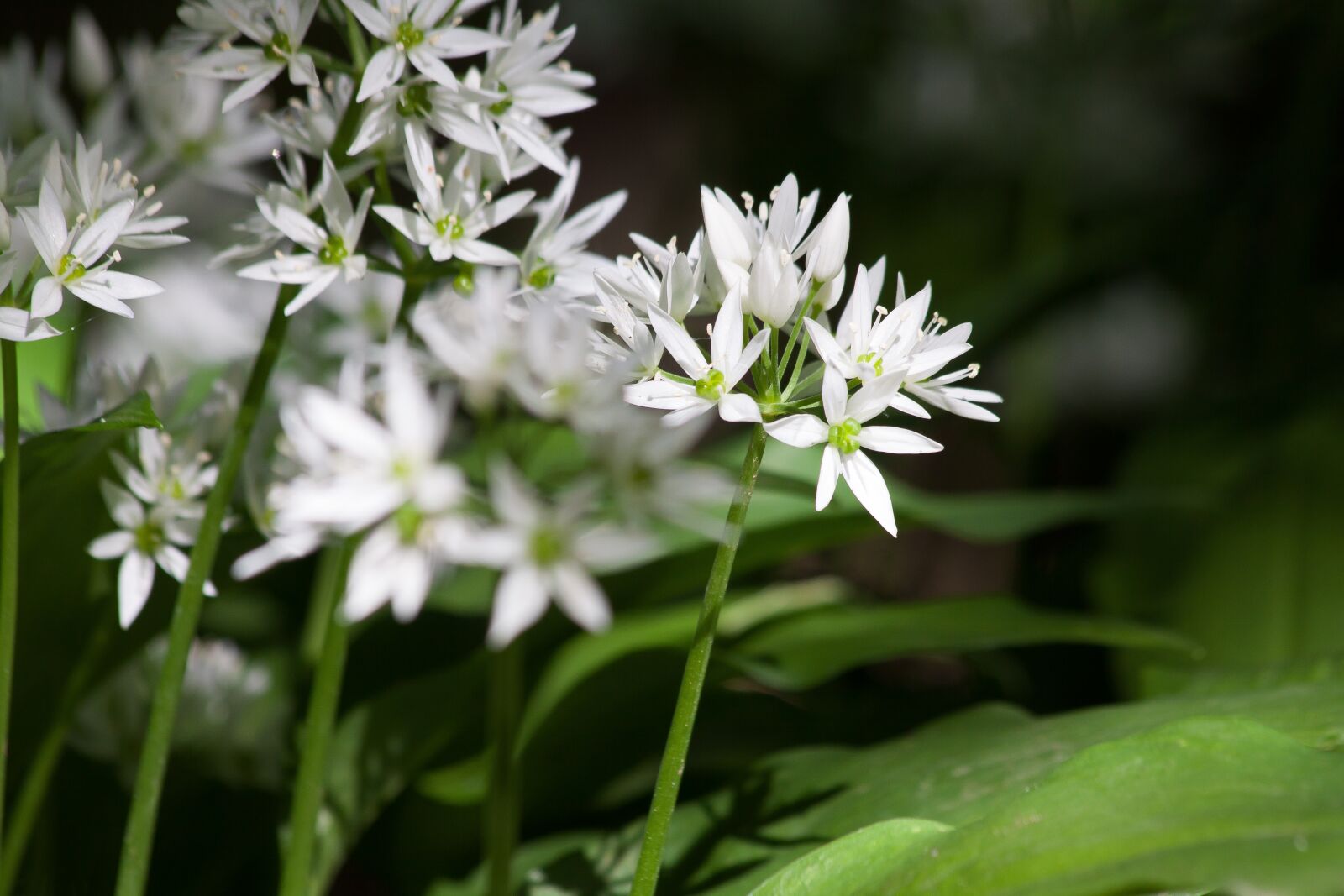 Canon EOS 50D sample photo. Bear's garlic, allium ursinum photography