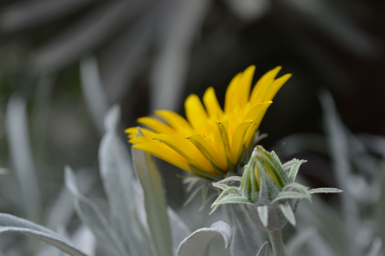 Nikon D3200 sample photo. Flower, bud, bloom photography