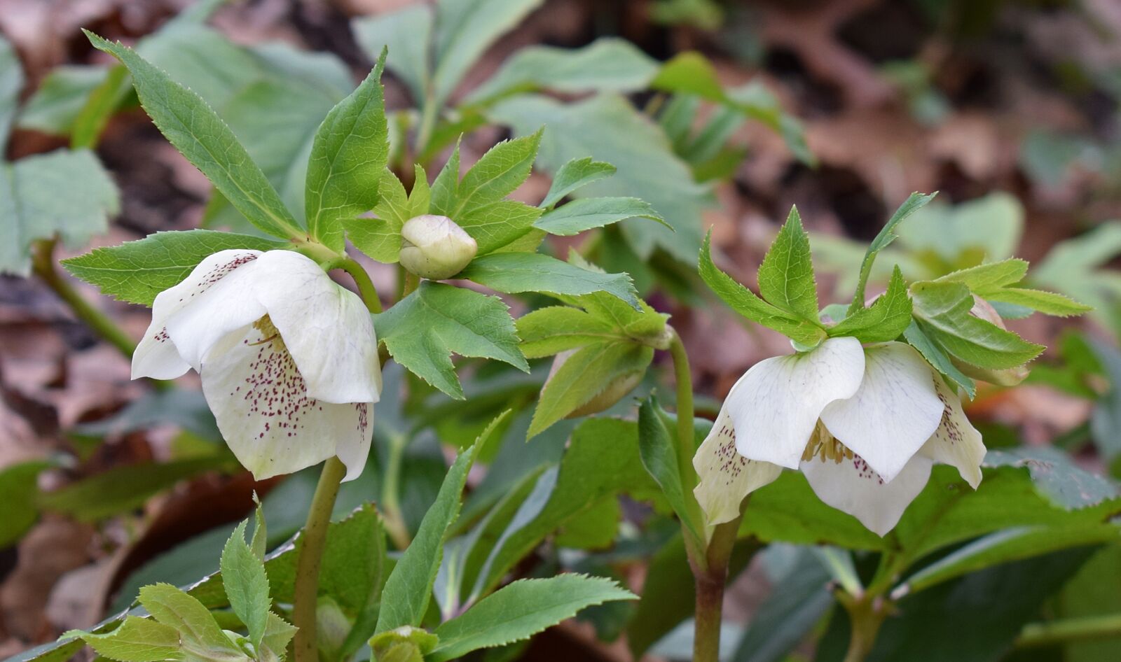 Nikon D3300 sample photo. White hellebore, white lenten photography
