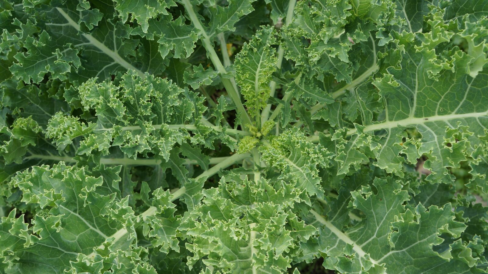 Sony Alpha a3000 sample photo. Kale, food, eat photography