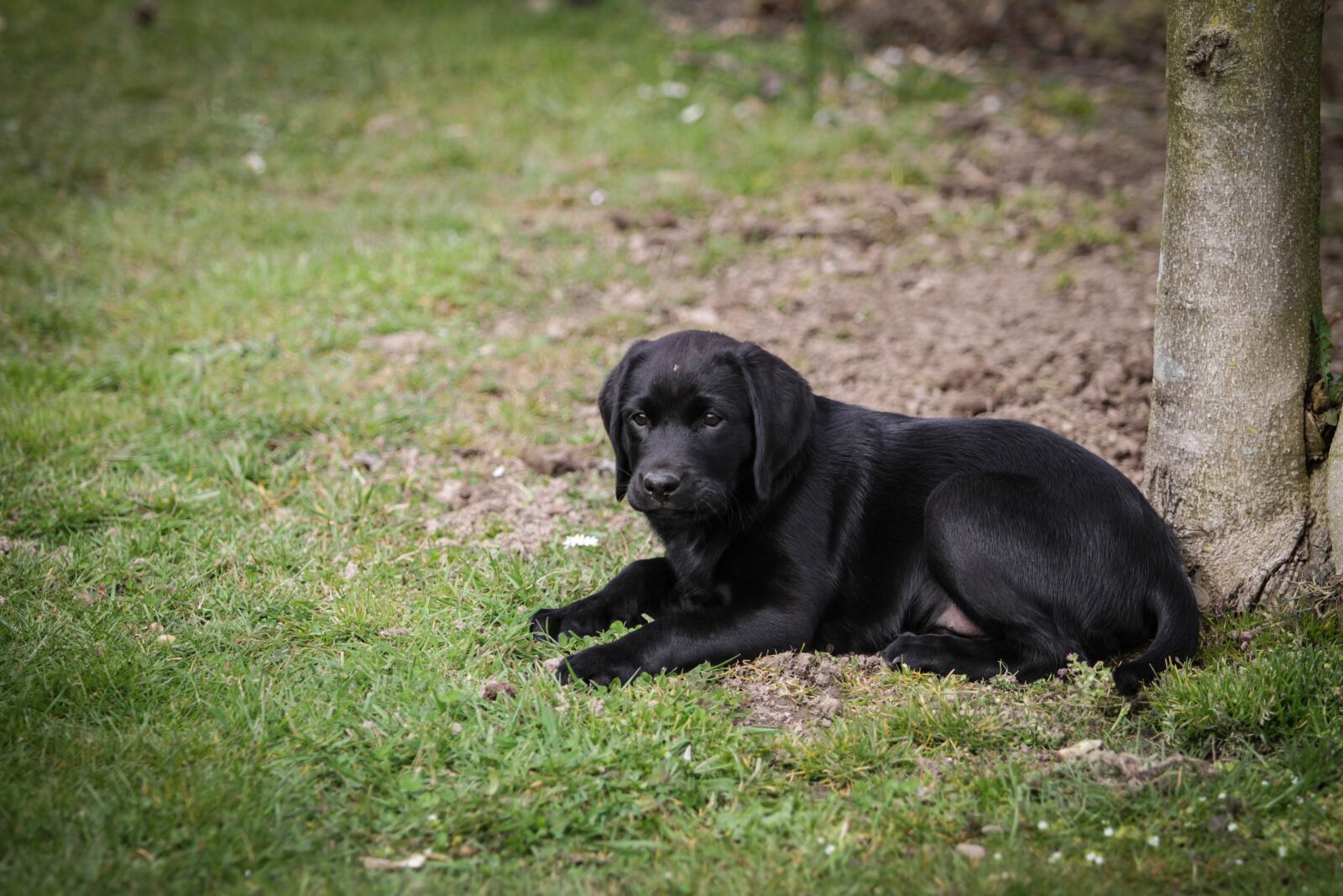 Canon EF 70-200mm F2.8L USM sample photo. Labrador, puppy, dog photography