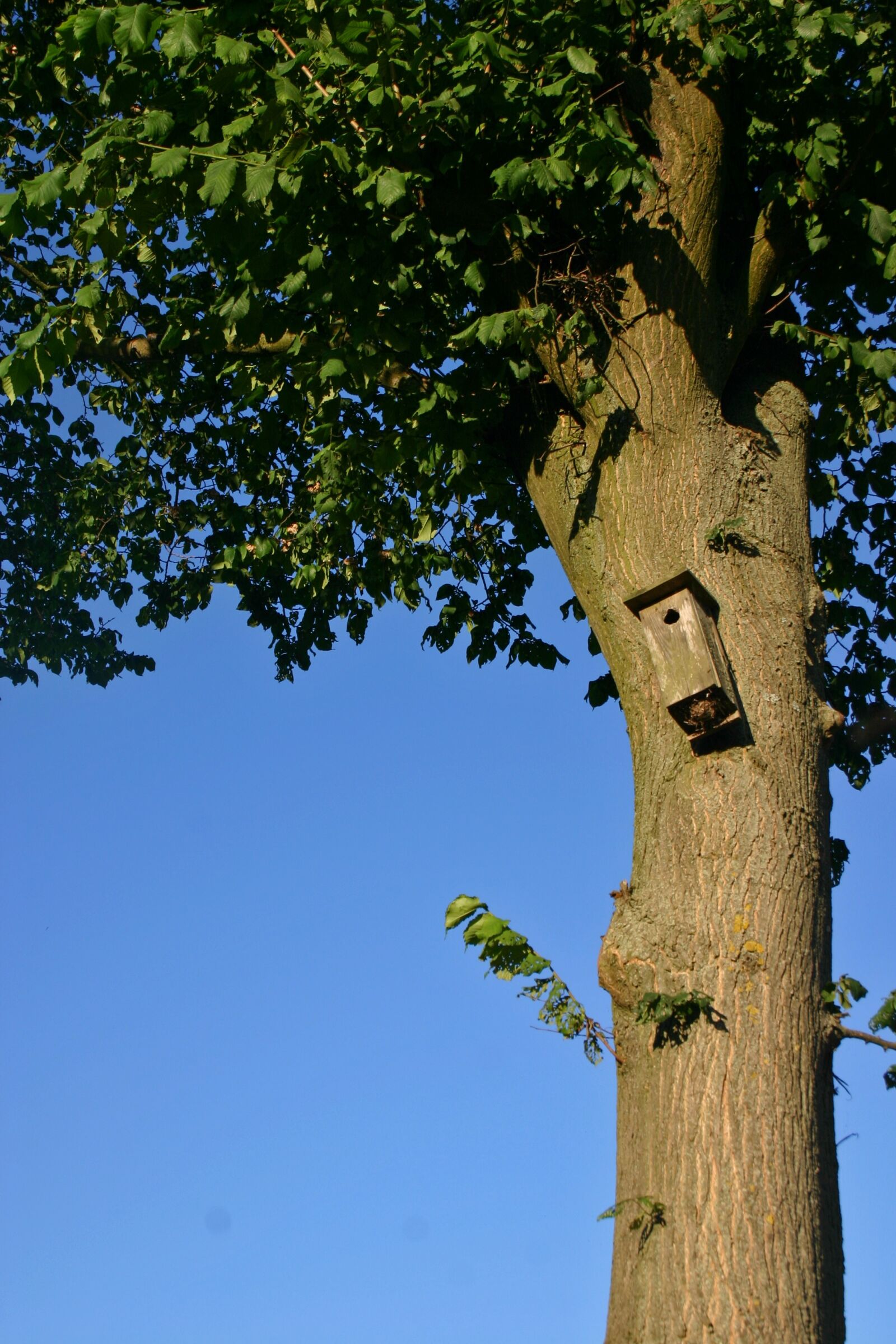 Canon EOS 300D (EOS Digital Rebel / EOS Kiss Digital) sample photo. Birdhouse, tree, summer photography