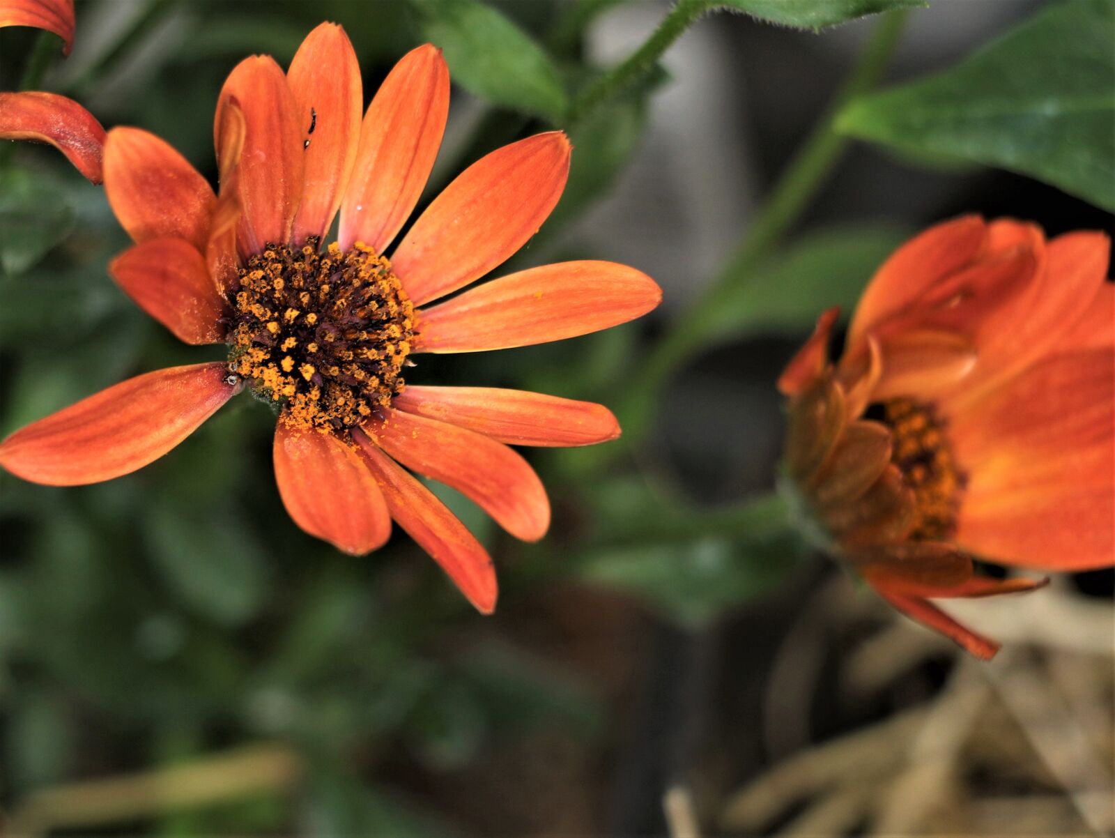 Canon EOS 7D Mark II sample photo. Flowers, plant, floral photography