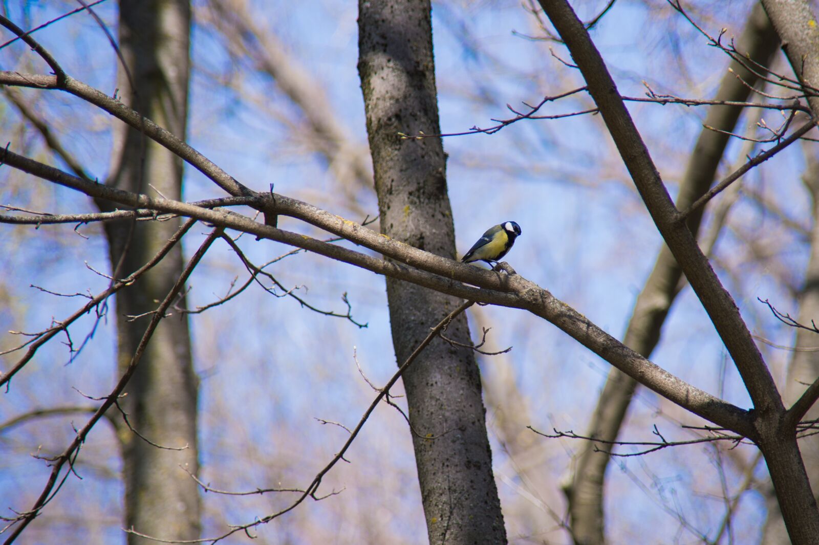 Nikon D4 sample photo. Bird, forest, owl photography