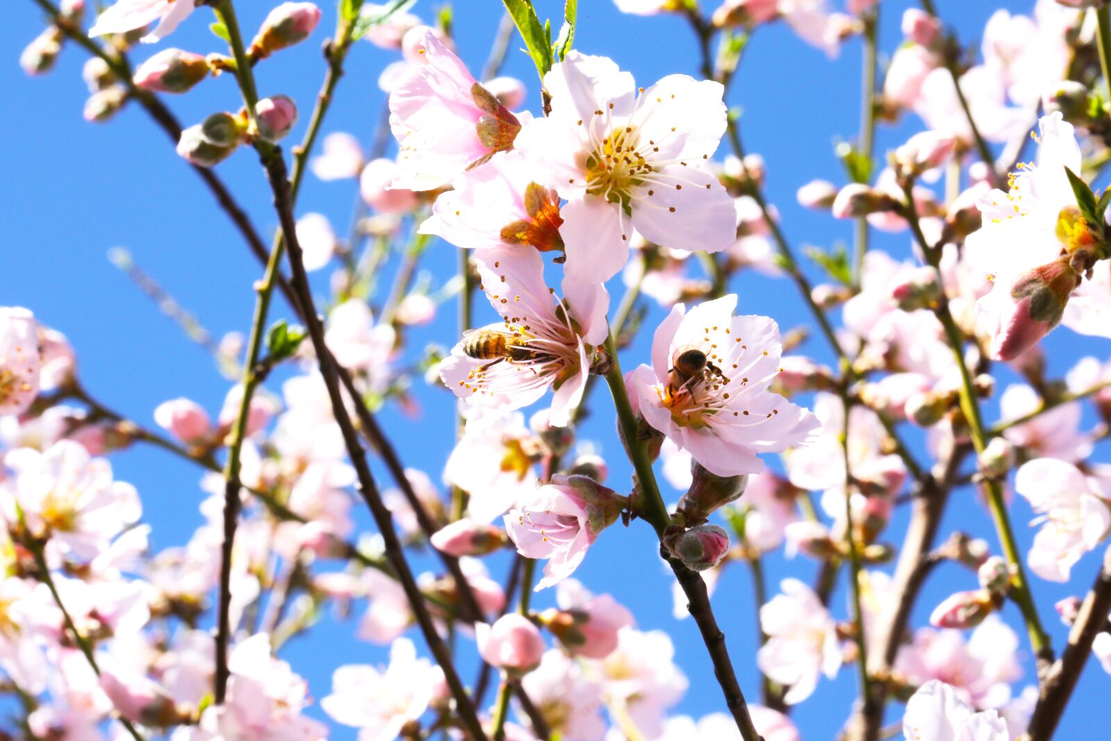 Canon EF 100mm F2.8L Macro IS USM sample photo. Flowers, pink flowers, bees photography