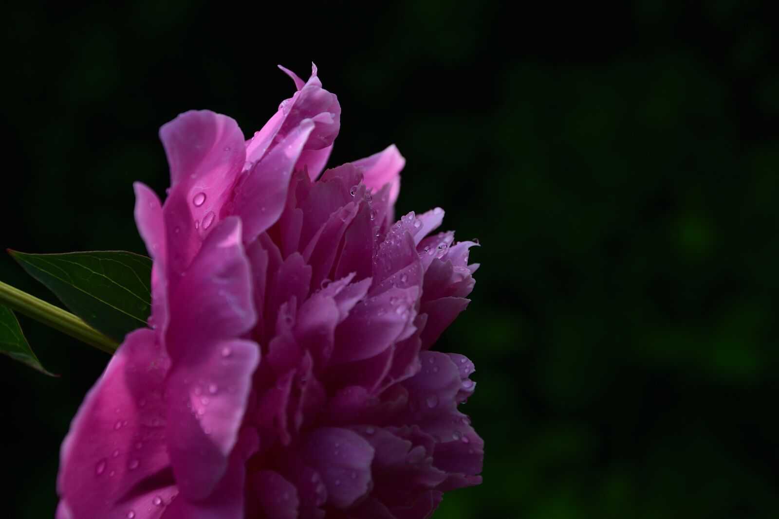 Nikon D3400 sample photo. Peony, drops, flower photography