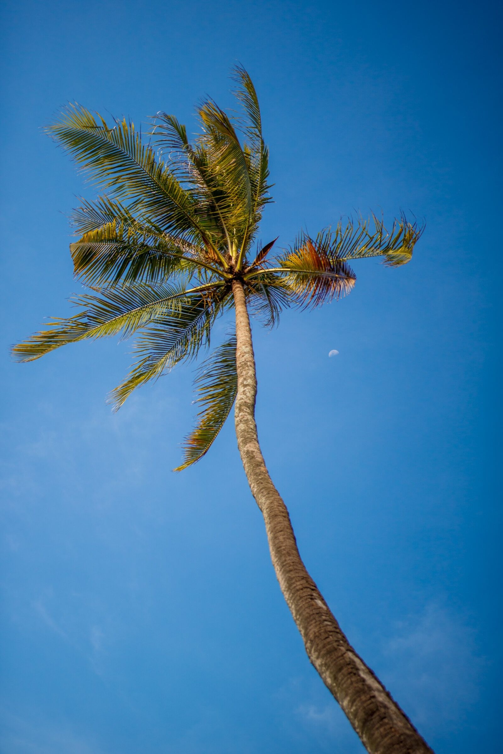 Canon EOS 750D (EOS Rebel T6i / EOS Kiss X8i) sample photo. Coconut, tree, sky photography
