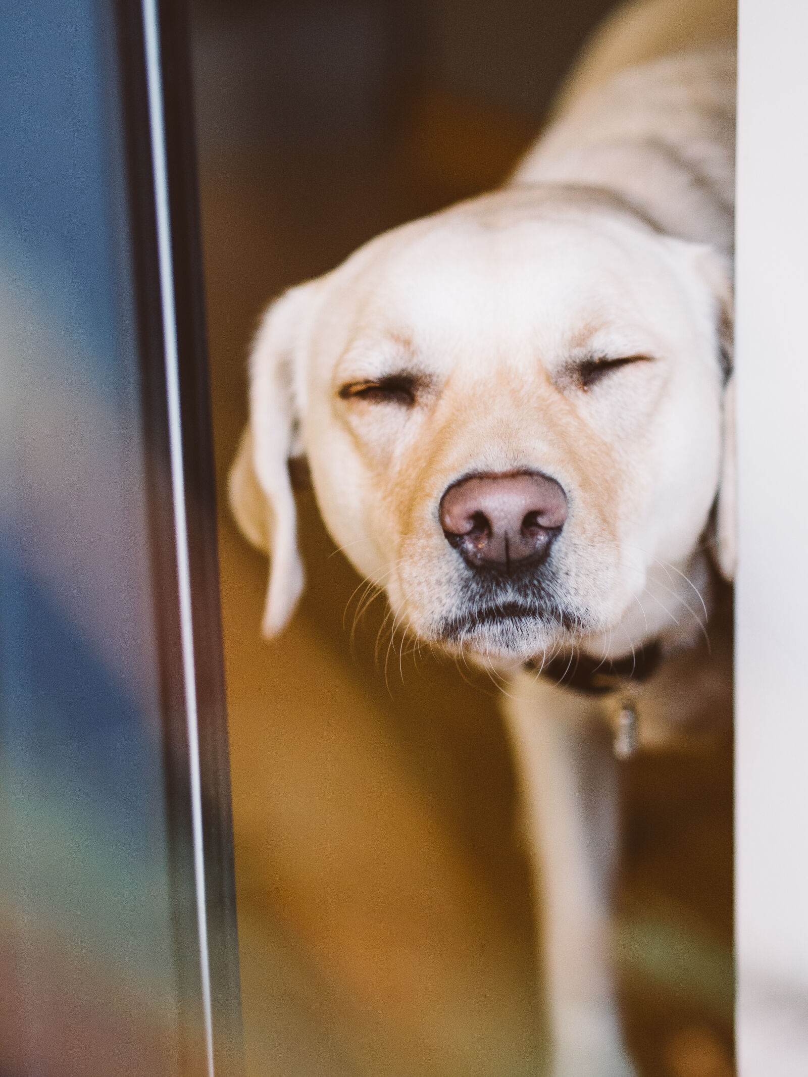 Olympus OM-D E-M5 sample photo. Animal, dog, eyes, fibi photography