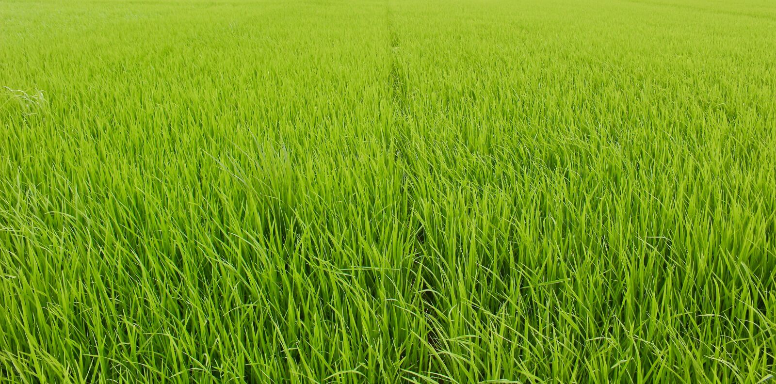 Canon EOS 100D (EOS Rebel SL1 / EOS Kiss X7) sample photo. Rice water, freshness, green photography