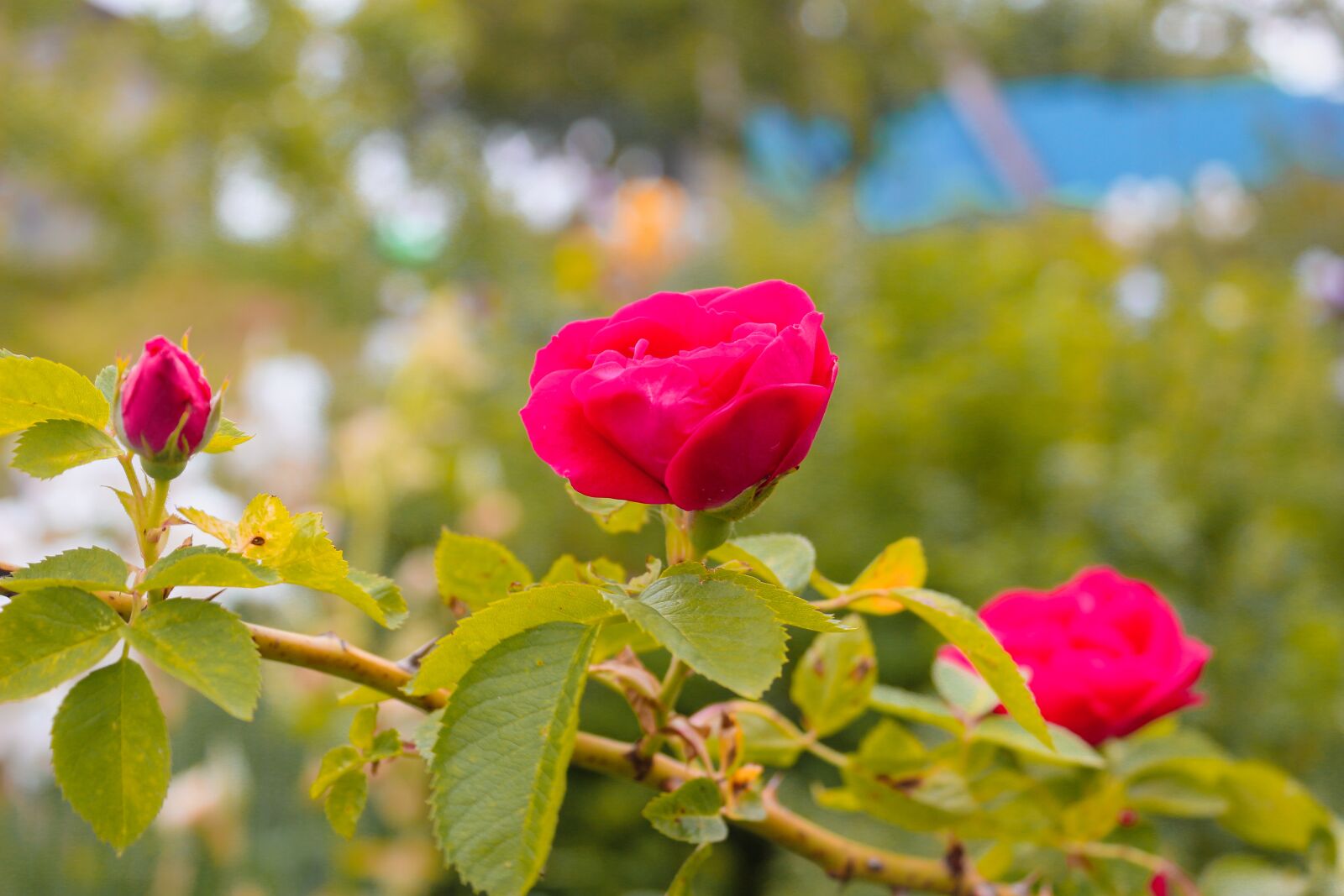 Canon EF-S 18-55mm F3.5-5.6 III sample photo. Rose, flower, petals photography