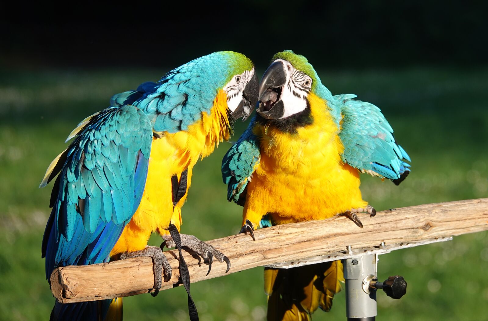 Sony Cyber-shot DSC-RX10 IV sample photo. Parrots, animals, colors photography