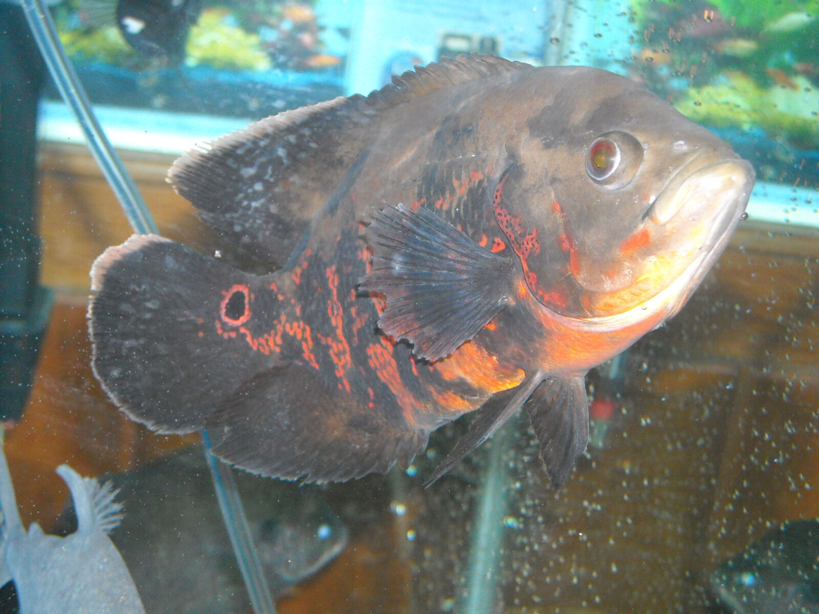 Nikon Coolpix L18 sample photo. Fish, fishtank, pet, underwater photography