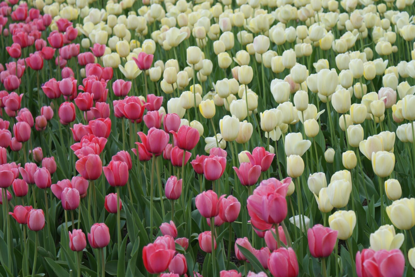 Sony Alpha DSLR-A200 sample photo. Tulips, flowers, spring photography
