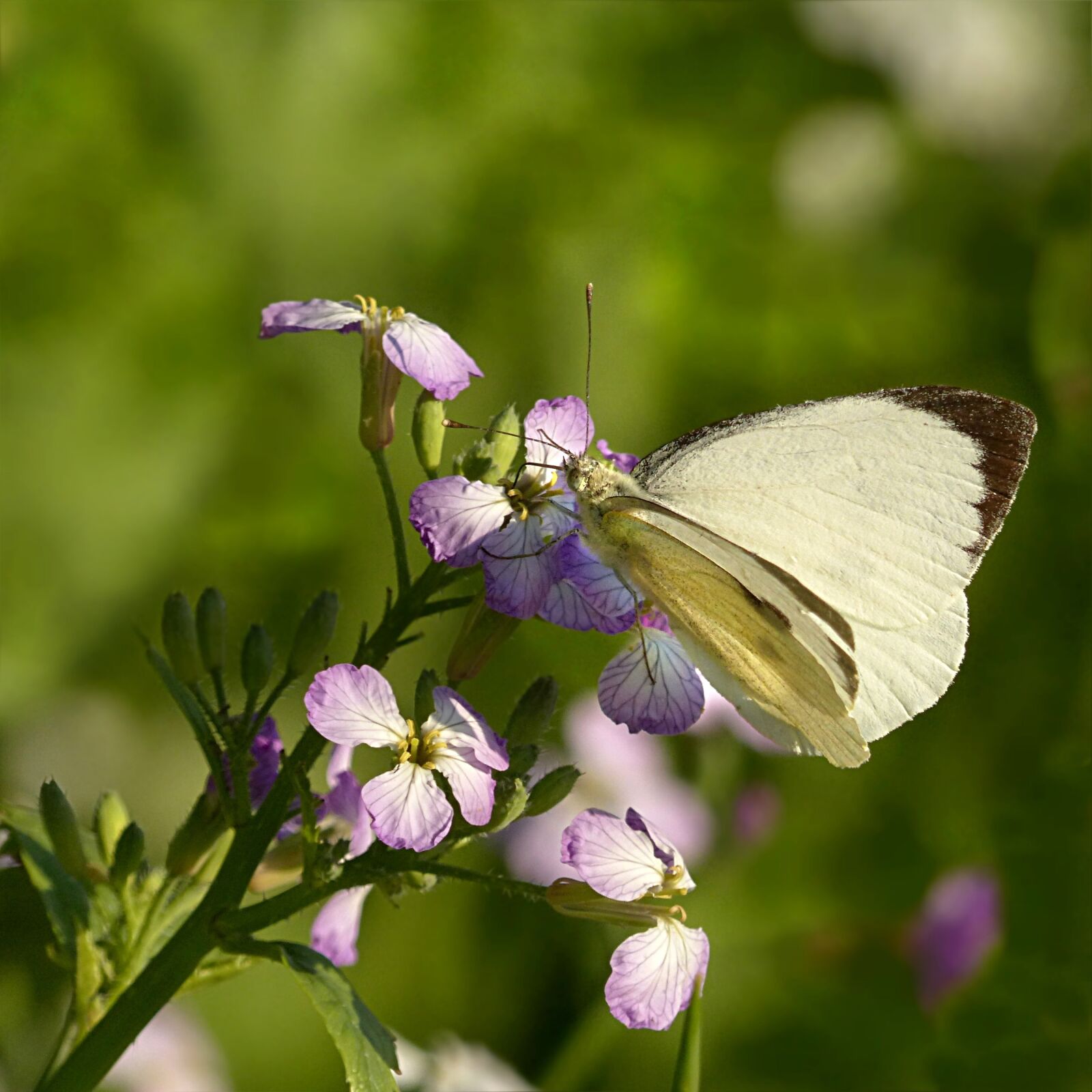 Panasonic Lumix DMC-FZ200 sample photo. Animal, insect, butterfly photography