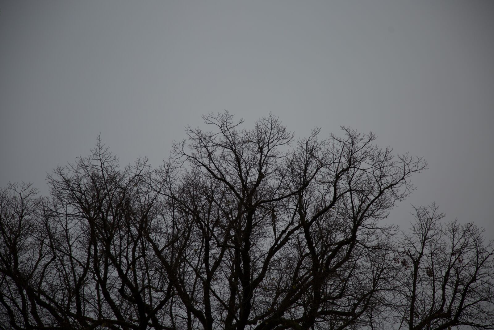 Canon EF 24-105mm F4L IS USM sample photo. Tree, texture, wood photography