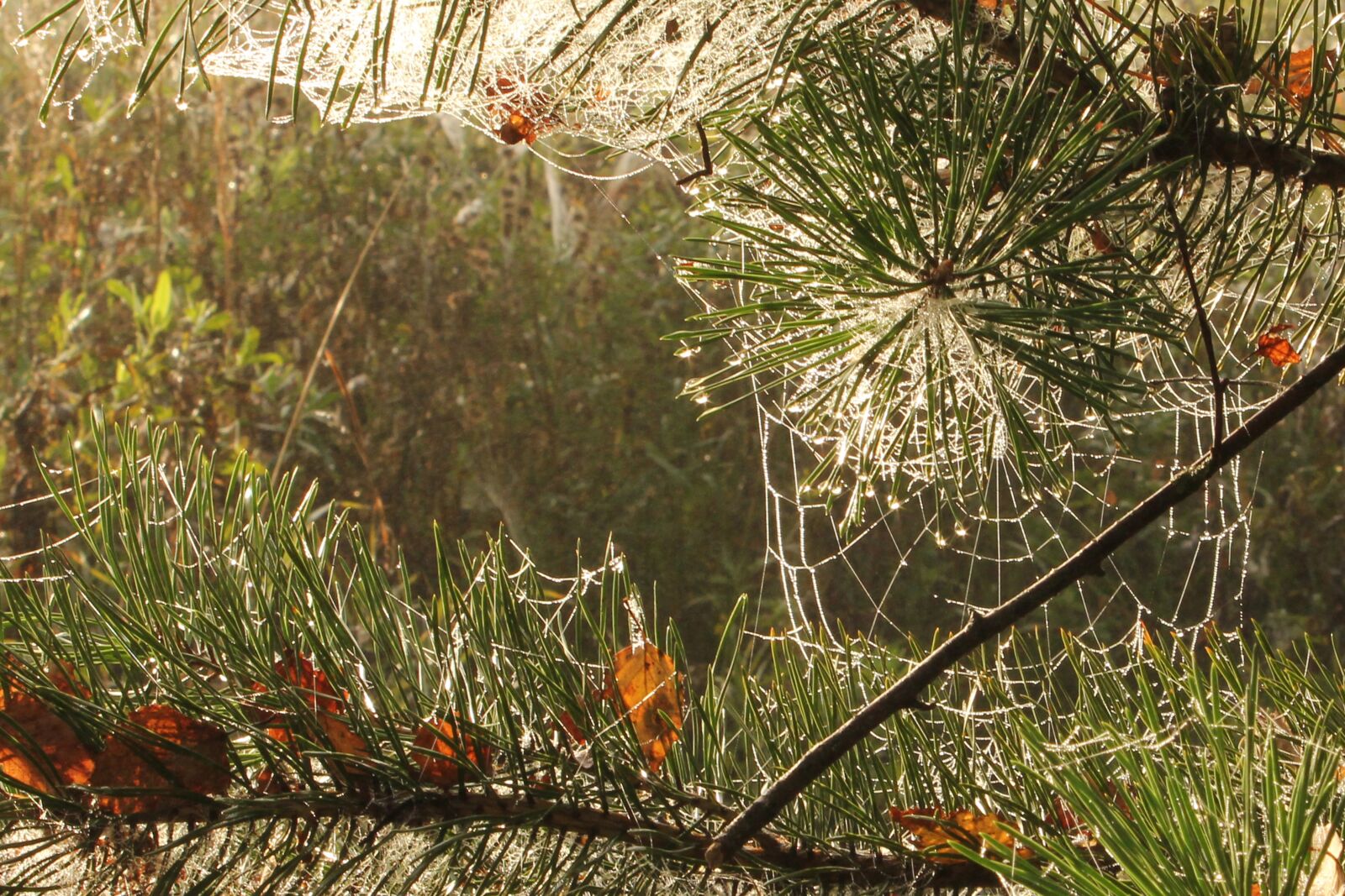 Canon EOS 550D (EOS Rebel T2i / EOS Kiss X4) sample photo. Spider web, twig, morning photography