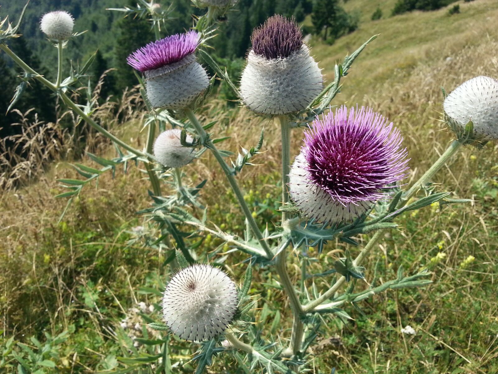 Samsung Galaxy S3 sample photo. Thistle, flower, bloom photography