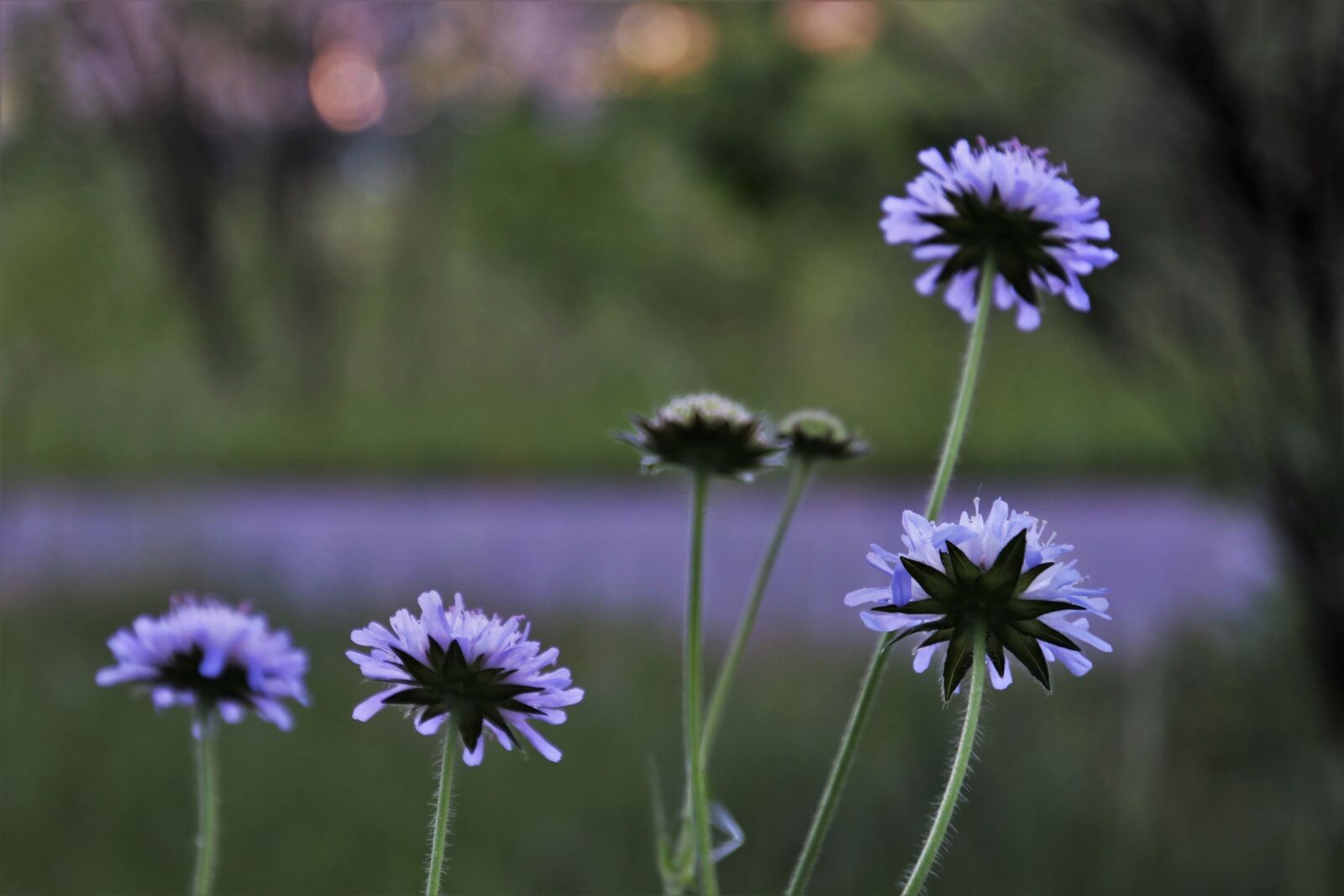 Canon EOS 80D sample photo. Flowers wildflowers, violet, field photography