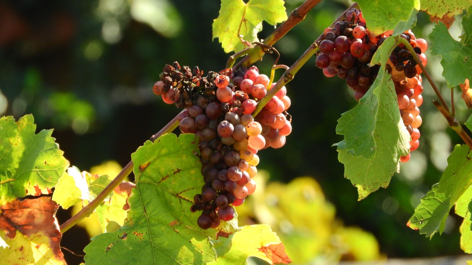 Nikon Coolpix P610 sample photo. Grapevine, the grapes, grapes photography