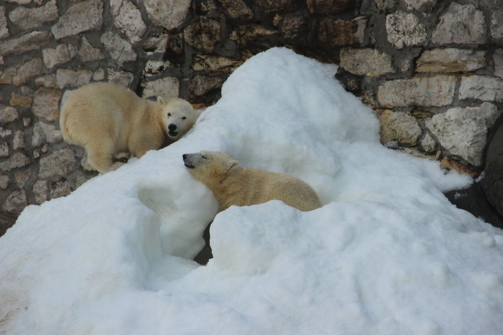 Canon EF-S 18-135mm F3.5-5.6 IS sample photo. Bear, white bear, zoo photography