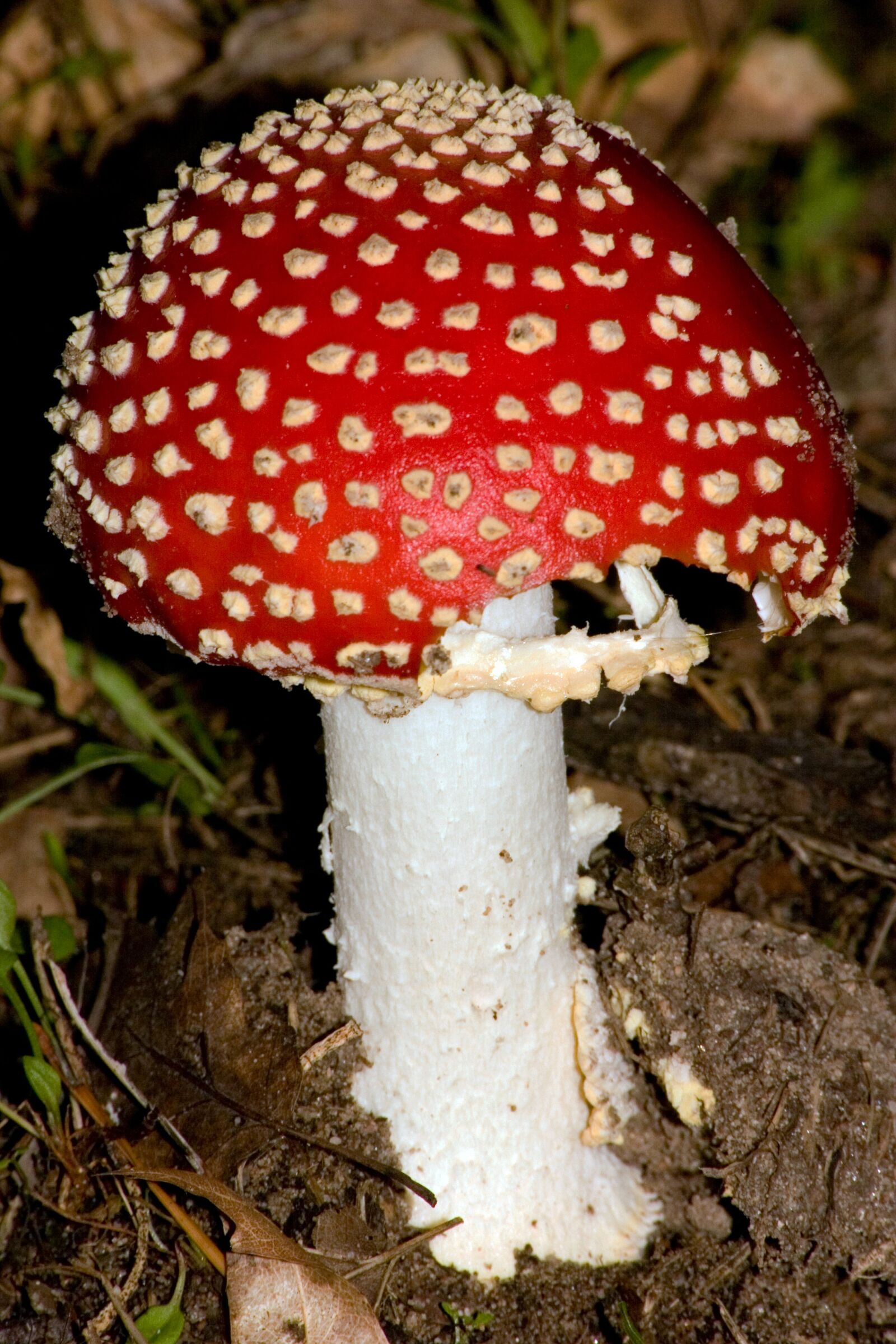 Canon EOS 300D (EOS Digital Rebel / EOS Kiss Digital) sample photo. Mushroom, red fly agaric photography