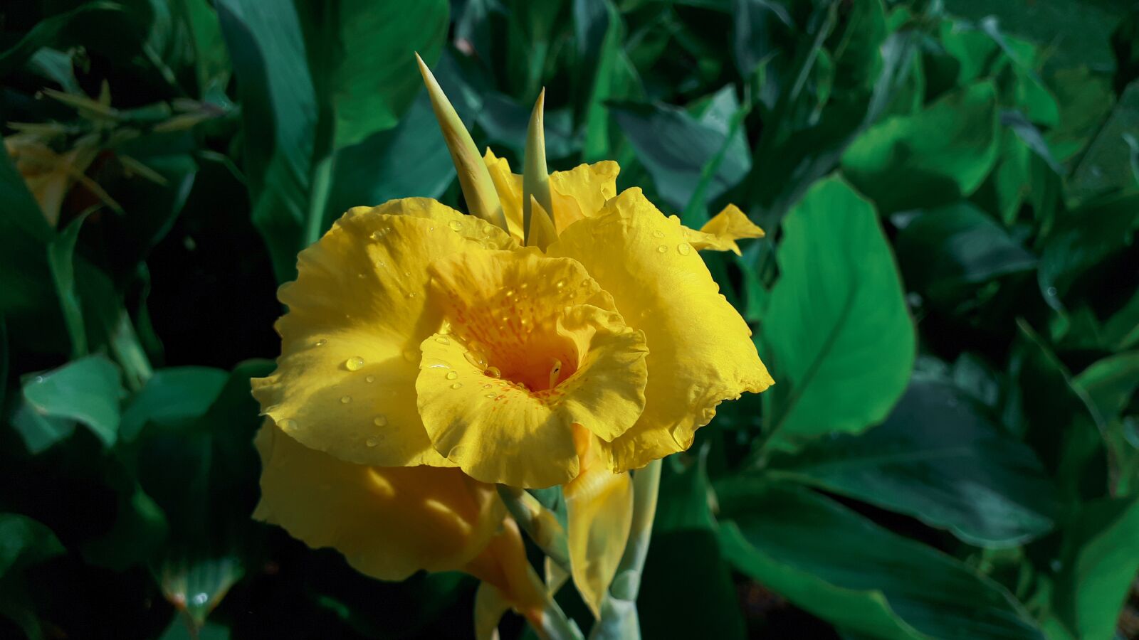 Samsung Galaxy A5(2017) sample photo. Flower, nature, yellow flower photography