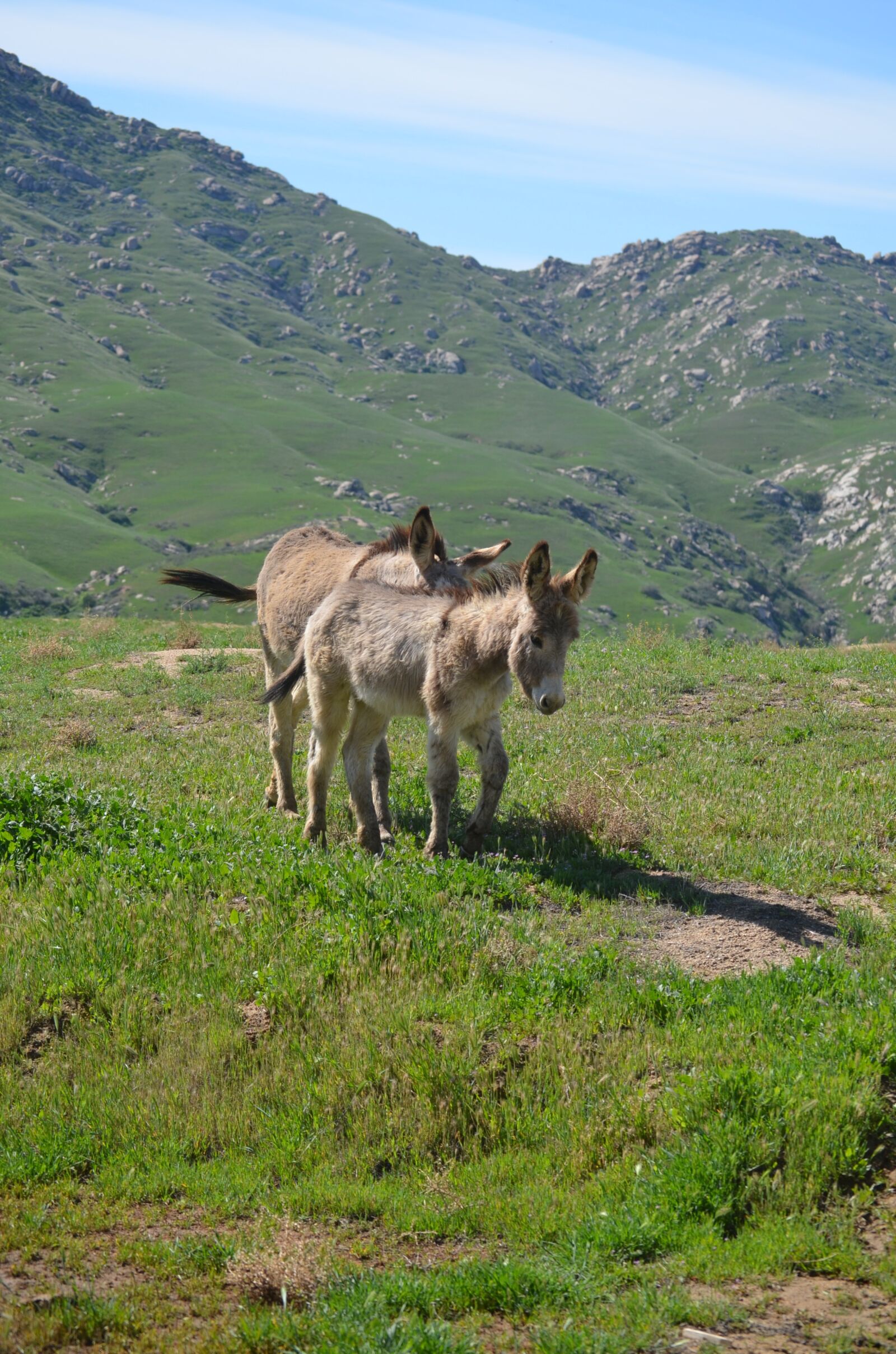 Nikon D5100 sample photo. Wild burros, california, nature photography