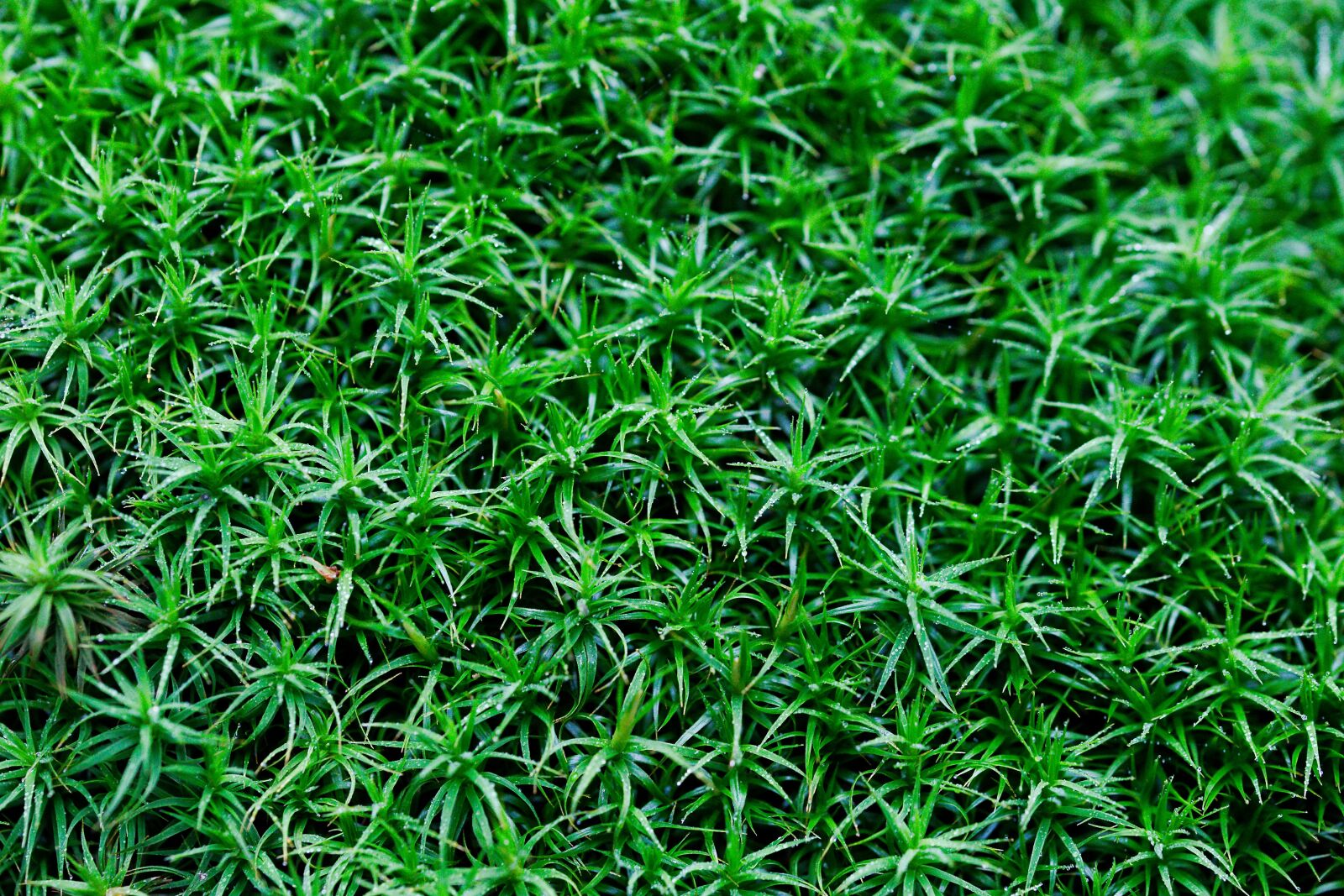 Canon EOS 6D sample photo. Grass, leaf, growth photography