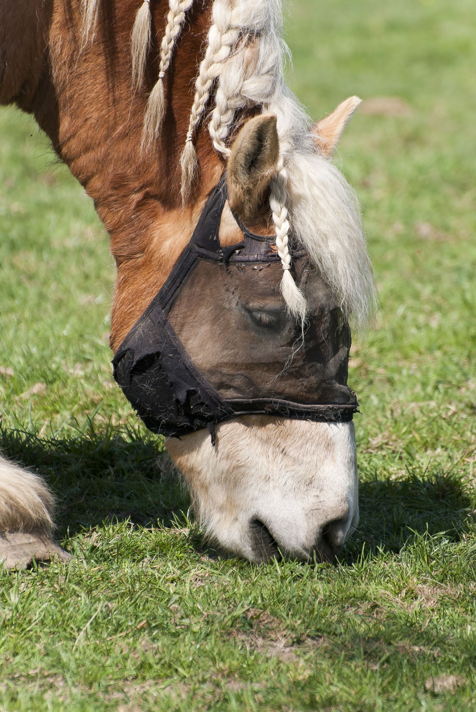 Nikon D80 sample photo. Draft horse, animal, horse photography