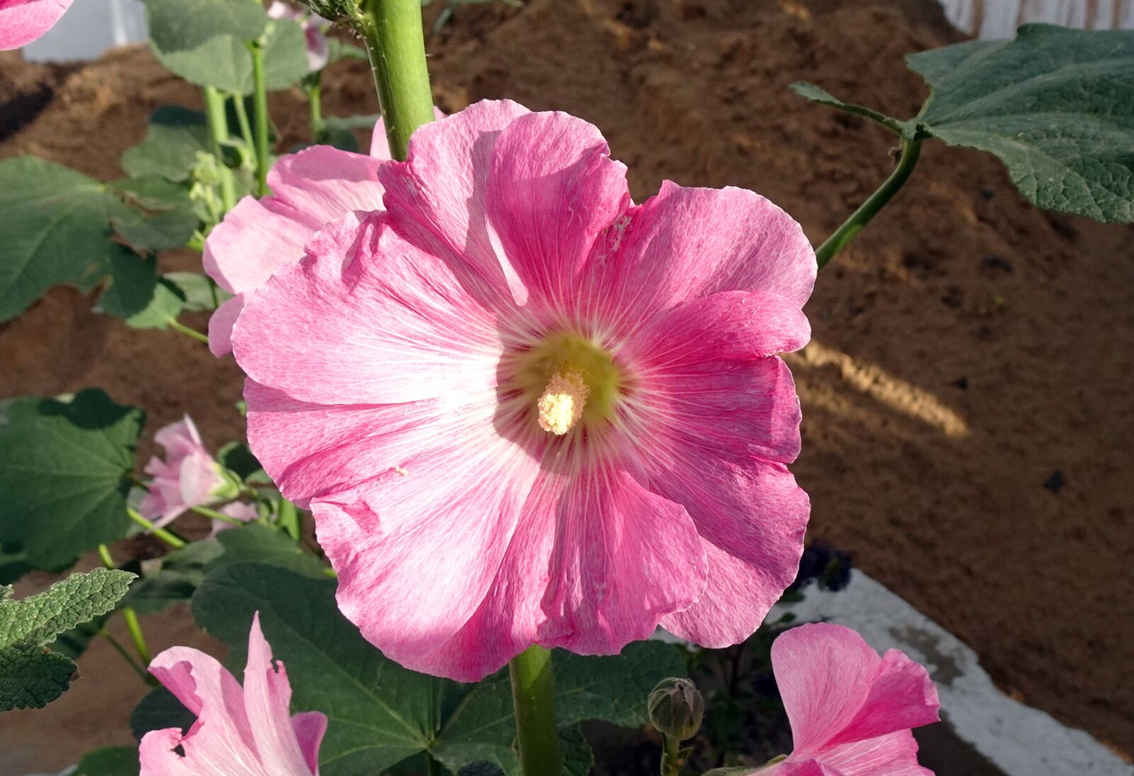 Sony DSC-WX800 sample photo. Flower, hollyhock, alcea photography
