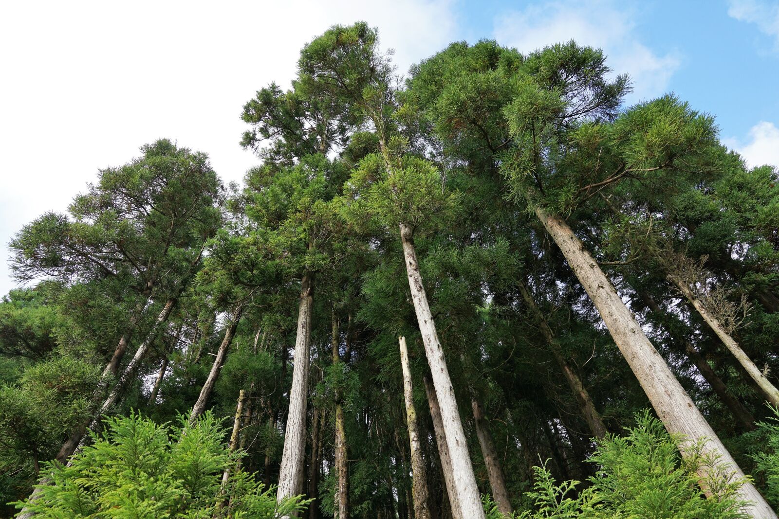 Sony ILCA-77M2 + Sony DT 16-50mm F2.8 SSM sample photo. Forest, green, azores photography
