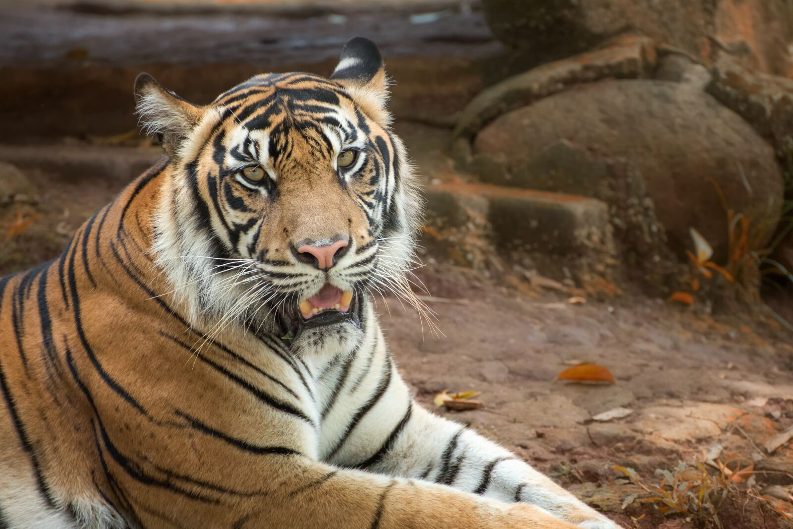 Nikon D750 sample photo. Tiger, white, color photography