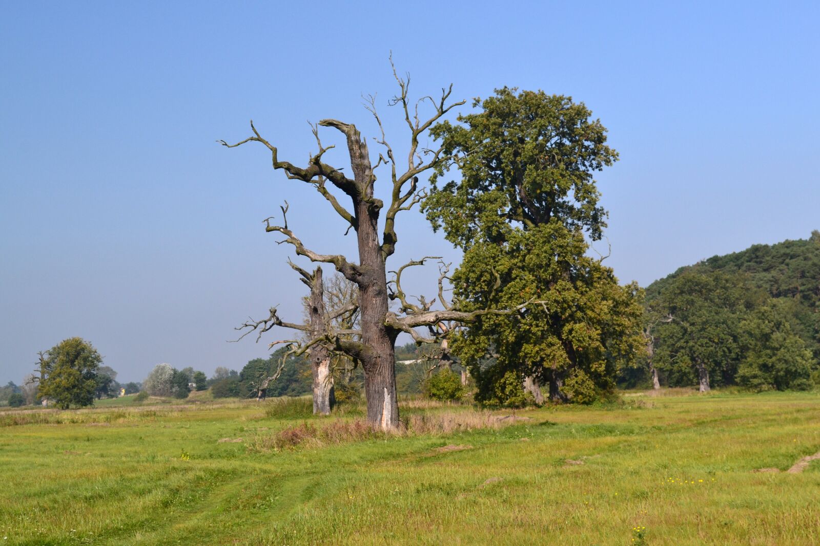 Nikon D3100 sample photo. Tree, nature, landscape photography