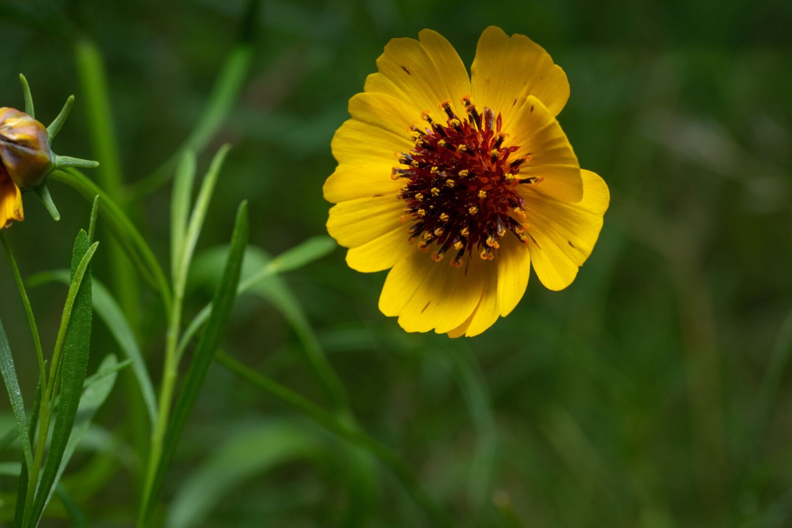 Sony a7 II + Sony FE 50mm F1.8 sample photo. Green, flower, nature photography