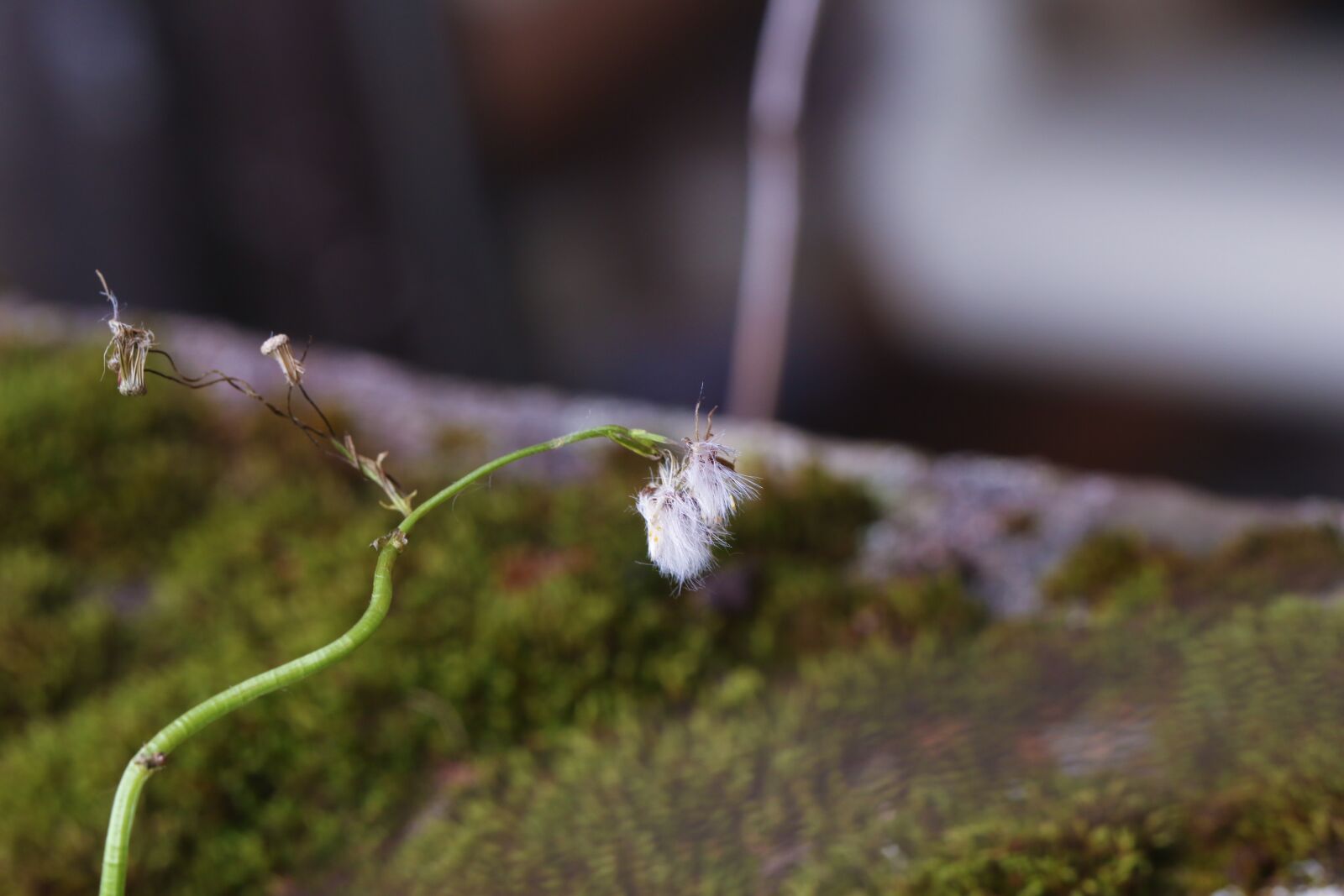 Canon EOS 7D Mark II sample photo. Wild flower, autumn, moss photography