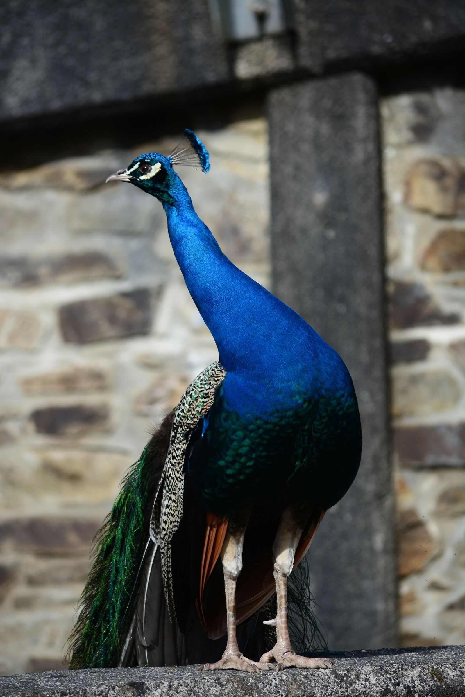 Nikon D7100 sample photo. Peacock, bird, stand photography