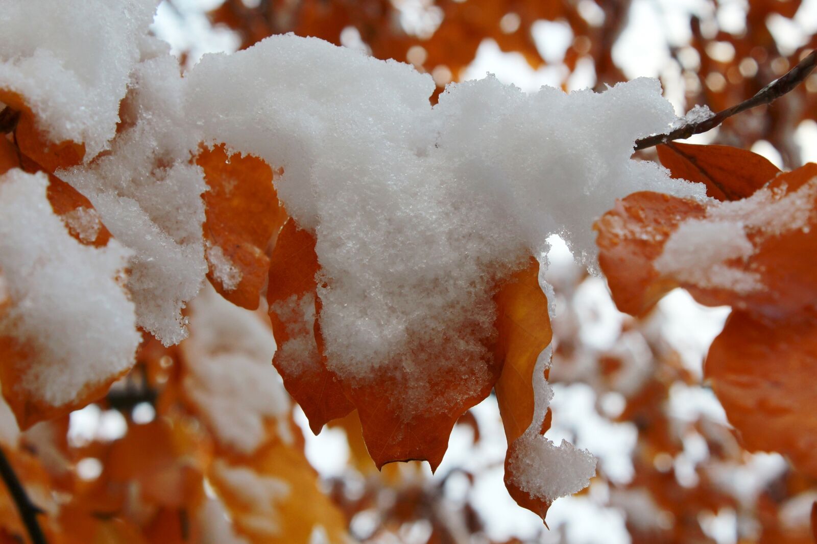 Canon EOS 1200D (EOS Rebel T5 / EOS Kiss X70 / EOS Hi) sample photo. Tree, autumn, winter photography