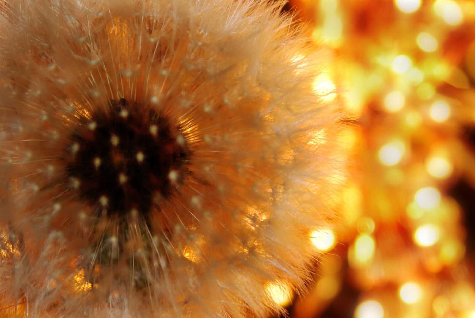 Nikon D80 sample photo. Dandelion, nature, screen photography